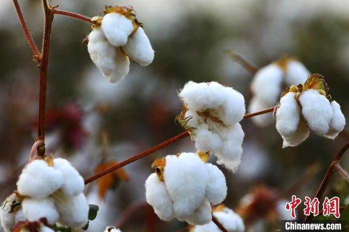 朵朵棉花吐絮盛開?！⑵G敏 攝