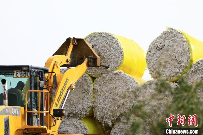 叉車將采棉機吐出的“金蛋蛋”裝車?！「唠p強 攝