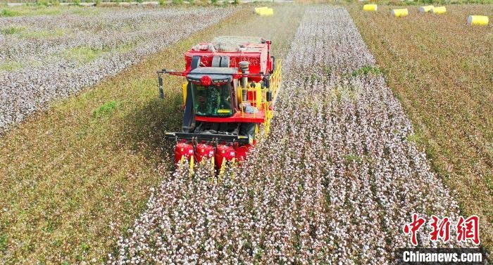 采棉機正在采收棉花，猶如在五線譜上跳動的音符，正在演奏豐收的樂章?！∷谓?攝