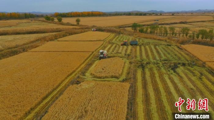 圖為科右中旗杜爾基鎮(zhèn)雙金嘎查的萬畝水稻田進(jìn)入集中收割期。　趙殿威 攝