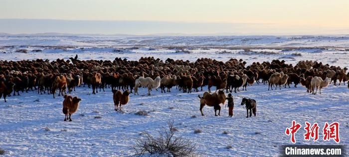 進(jìn)入冬季，駱駝在戈壁灘上散養(yǎng)?！」o琨 攝