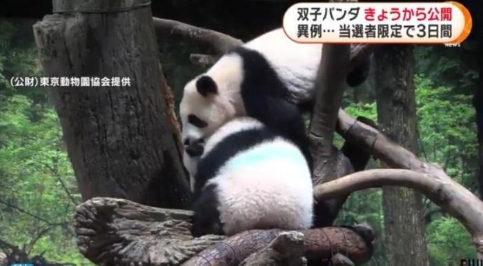 12日，日本東京上野動物園的旅日雙胞胎熊貓開始同游客見面。(圖片來源：日本富士電視臺視頻截圖)