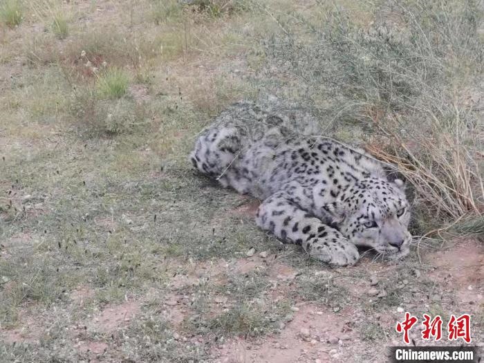 圖為在四子王旗發(fā)現(xiàn)的雪豹(資料圖)?！∷淖油跗炀焦﹫D