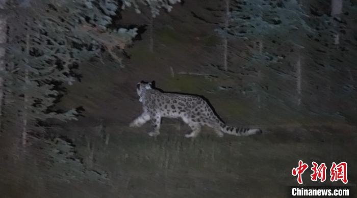 圖為被放歸自然的雪豹(資料圖)?！?nèi)蒙古林草局供圖。