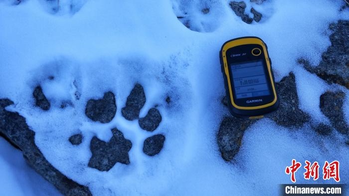 圖為疑似放歸雪豹的足跡(資料圖)?！?nèi)蒙古賀蘭山國家級自然保護(hù)區(qū)供圖