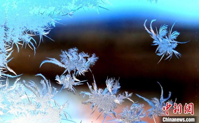 玉樹瓊枝盈滿窗。　孫書程 攝