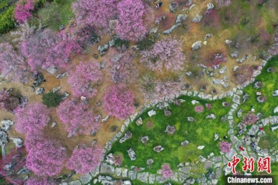 2月23日，航拍乾藝梅園景區(qū)綻放的梅花。瞿宏倫 攝