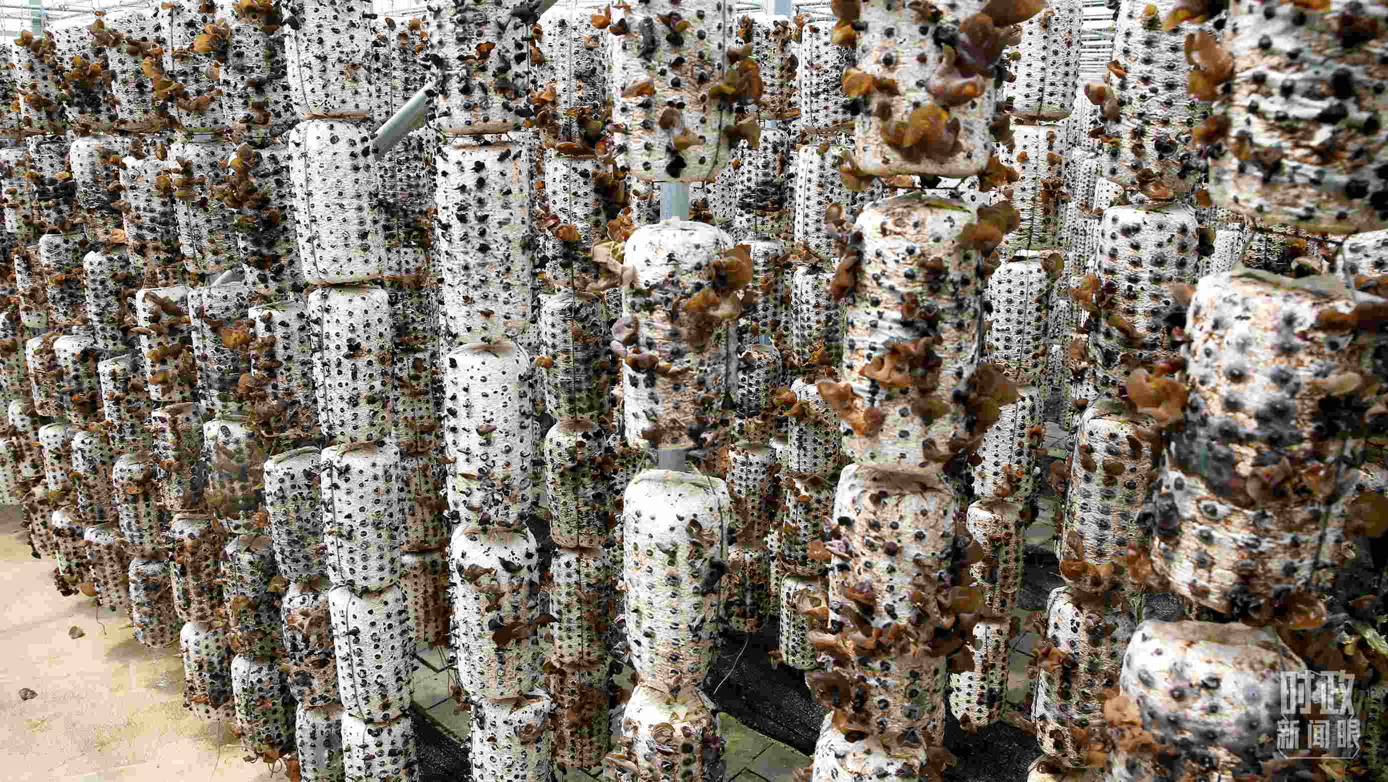 △金米村的小木耳、大產(chǎn)業(yè)。（圖／視覺中國）