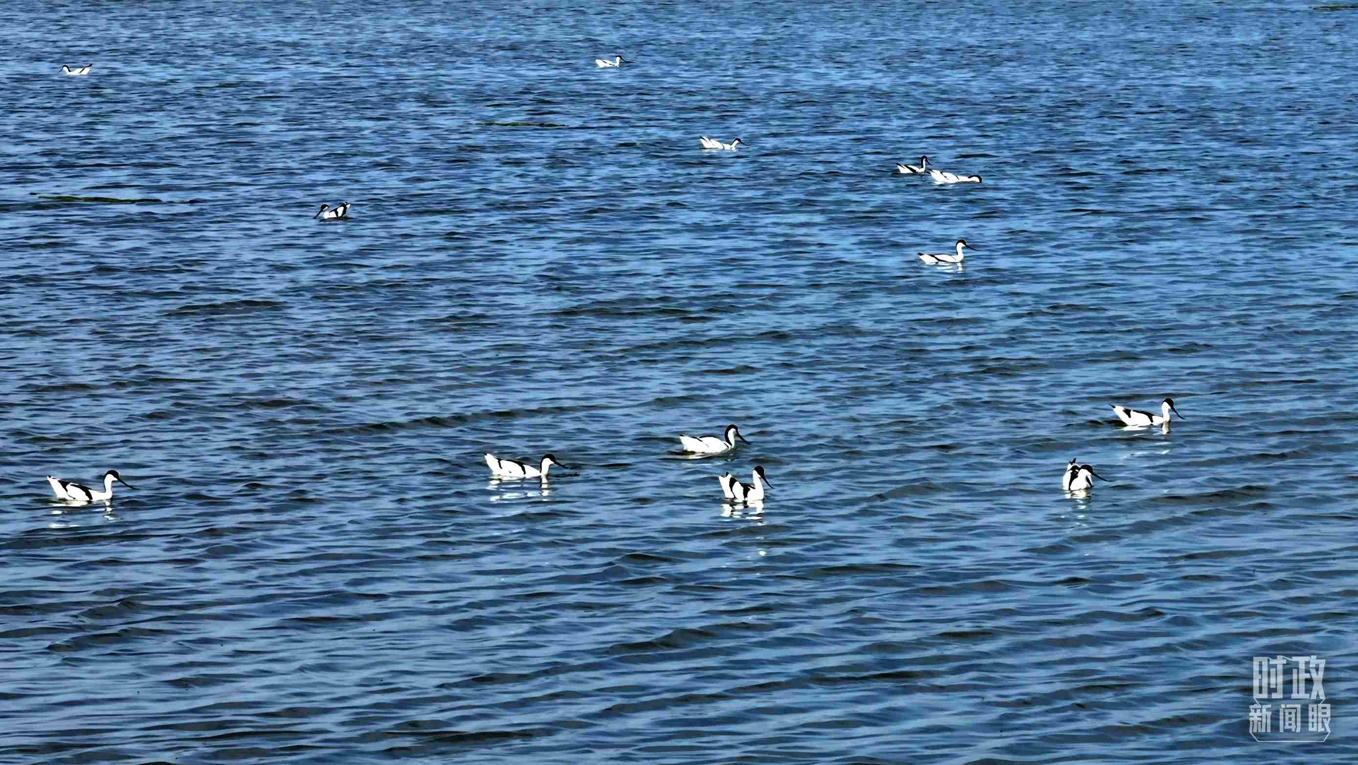 △鹽湖棲息的鳥類。（總臺記者裴大偉、康曉宇拍攝）