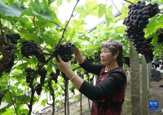 5月26日，唐山市海港經濟開發(fā)區(qū)王灘鎮(zhèn)趙灘村農民在大棚內采摘葡萄。