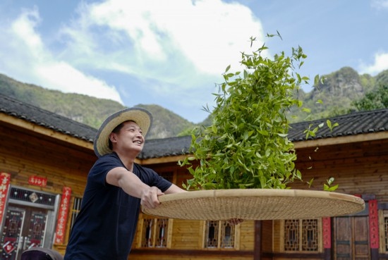 2023年4月19日，重慶市南川區(qū)德隆鎮(zhèn)茶樹村一個居民點，制茶工藝傳承人在幫助村民翻曬新鮮茶葉。