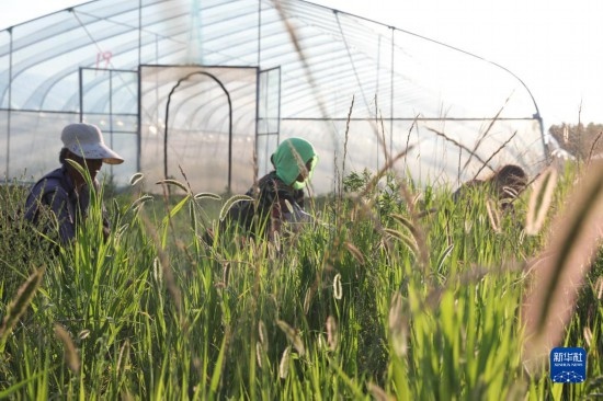 6月21日，山東省樂陵市西段鄉(xiāng)岔河村東亞飛蝗養(yǎng)殖基地的螞蚱養(yǎng)殖戶在割草。新華社記者 范長國 攝