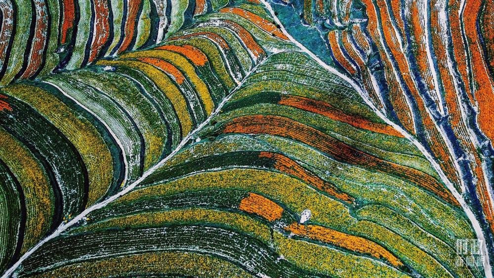 寧夏彭陽(yáng)縣。萬(wàn)壽菊與格?；ㄊ㈤_(kāi)在錯(cuò)落的山間梯田上。（總臺(tái)國(guó)廣記者李晉拍攝）