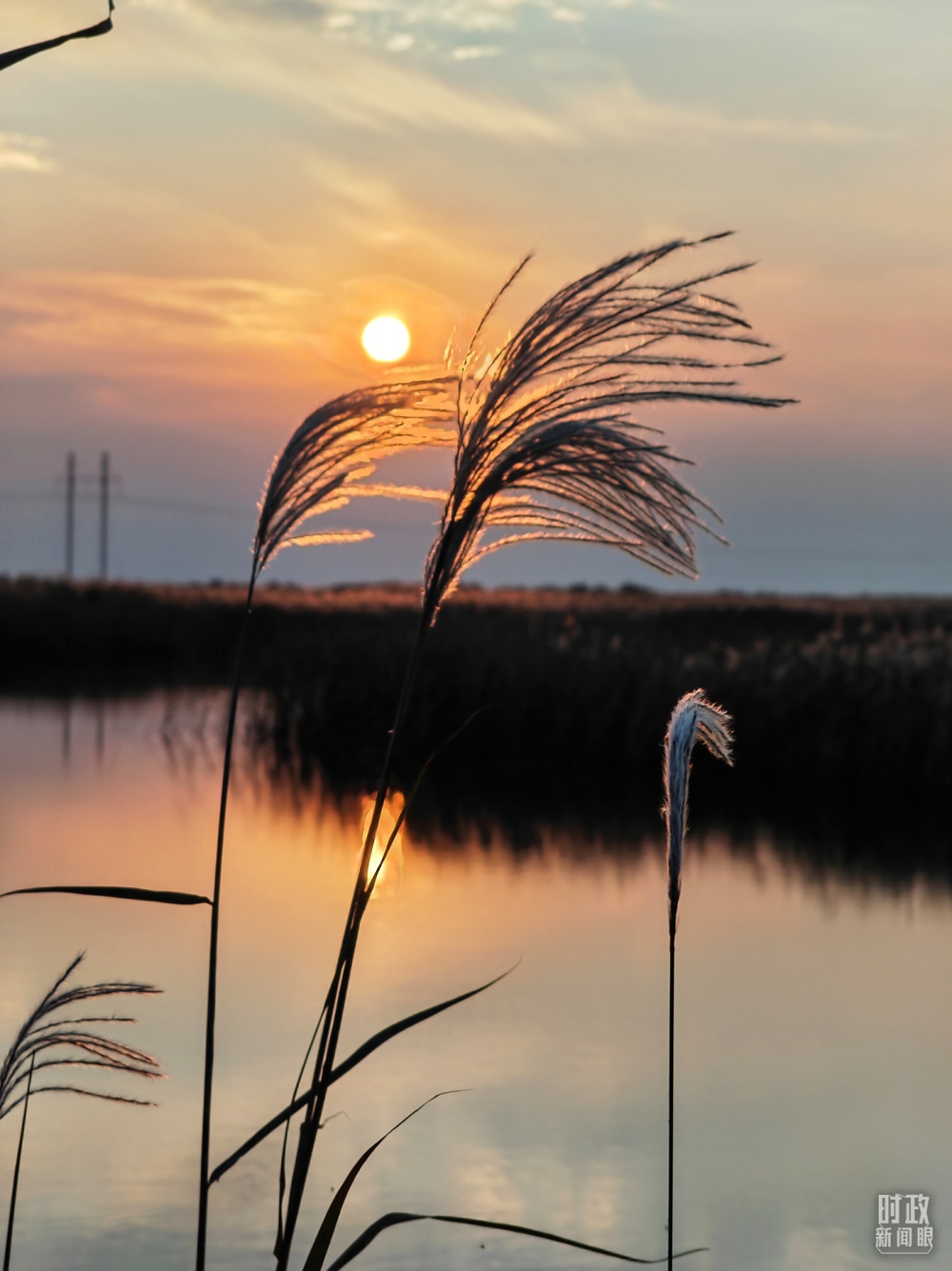 2021年10月，習(xí)近平赴山東東營(yíng)考察黃河入?？?。黃河三角洲濕地，蘆葦飄蕩。（總臺(tái)央視記者彭漢明拍攝）