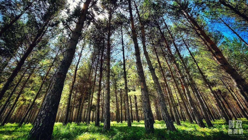 河北塞罕壩。（總臺(tái)央視記者謝曉光拍攝）