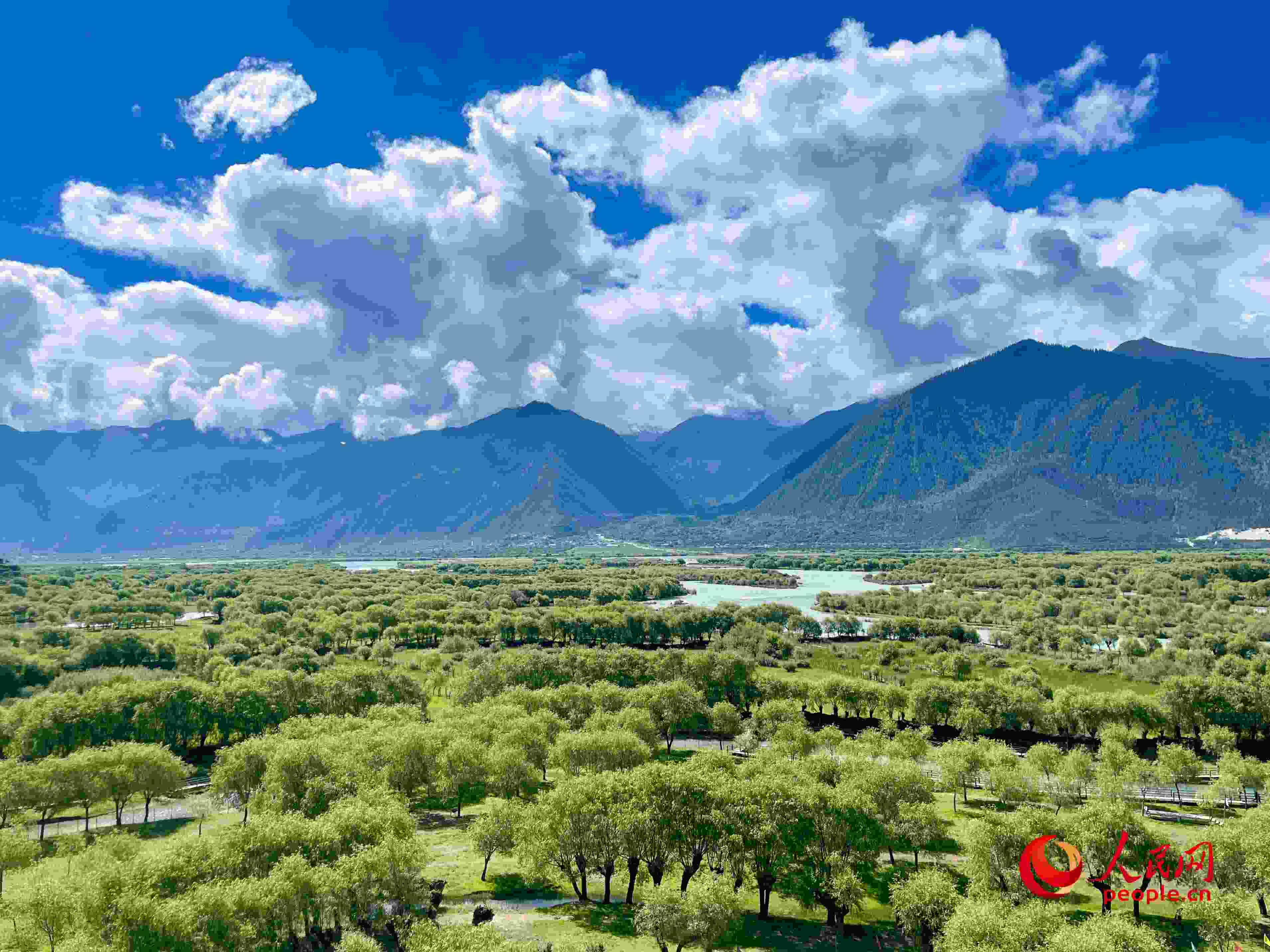 夏日的雅尼國家濕地公園生機盎然，如詩如畫。人民網(wǎng) 周靜圓攝