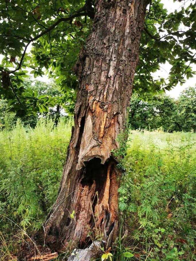 圖為2021年10月拍攝的秦嶺北麓百年板栗古樹遭破壞情況。人民網(wǎng)記者 吳超攝