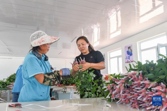 8月17日，吉林省德惠市朱城子鎮(zhèn)沿河村程雪家庭農(nóng)場的負責人楊雪（右）指導農(nóng)民修剪玫瑰花。新華社記者 張楠 攝