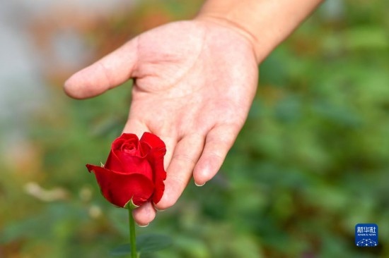 8月17日，吉林省德惠市朱城子鎮(zhèn)沿河村程雪家庭農(nóng)場的負責人楊雪在查看玫瑰花長勢。新華社記者 張楠 攝