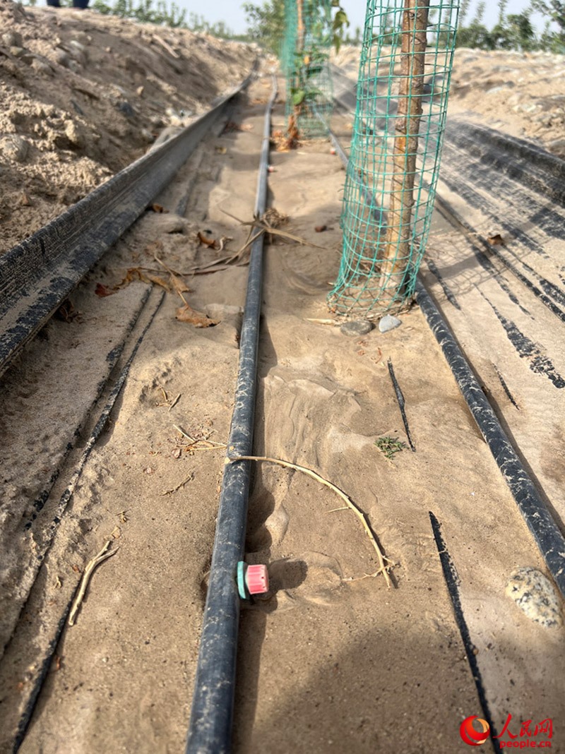 水肥一體化滴灌技術(shù)，可極大節(jié)約用水量。人民網(wǎng)記者 常雪梅攝