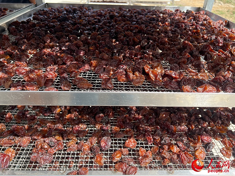 晾曬西梅。人民網(wǎng)記者 常雪梅攝