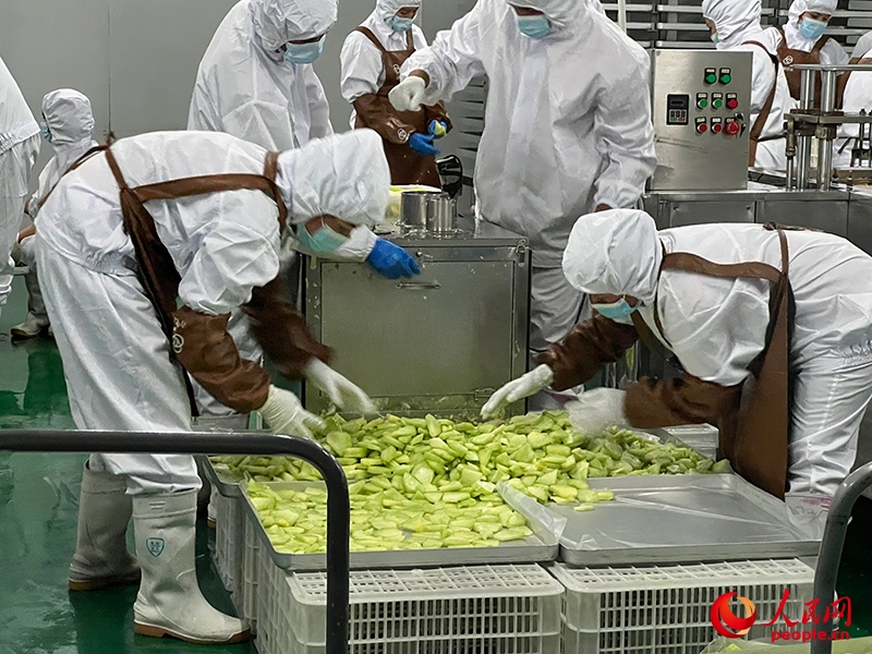 切片哈密瓜將被做成凍干食品。人民網(wǎng)記者 常雪梅攝