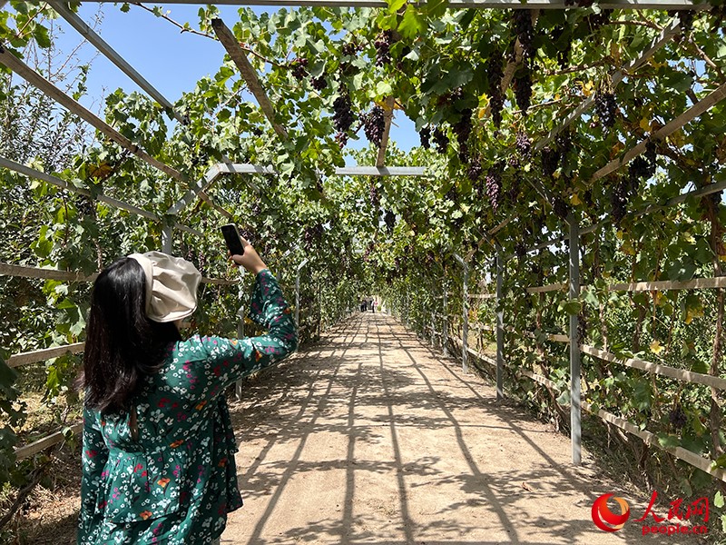 新疆閩龍達干果產(chǎn)業(yè)有限公司內(nèi)種植的葡萄。人民網(wǎng)記者 常雪梅攝