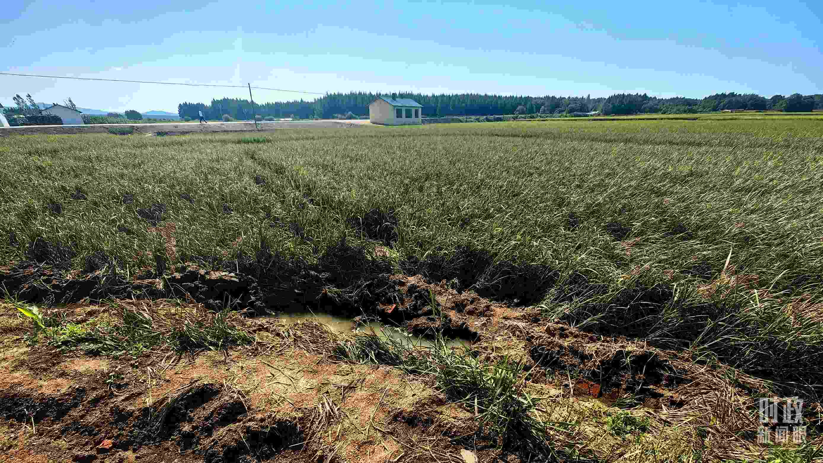 △圖為龍王廟村在洪災(zāi)中受損的農(nóng)田。（總臺央視記者史偉拍攝）