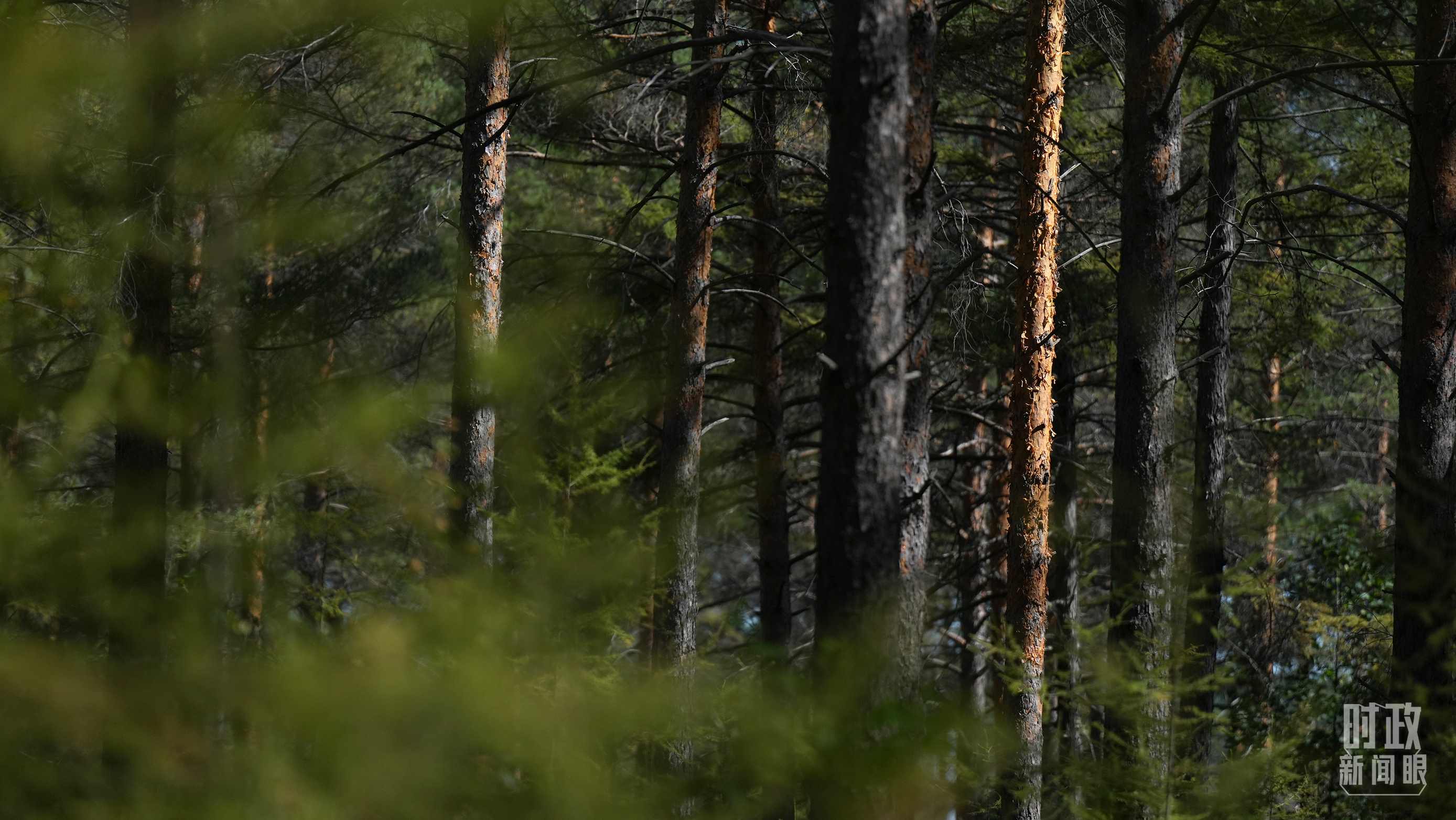 △漠河林場有天然林3.54萬公頃、蓄積量325.3萬立方米。（總臺國廣記者李晉拍攝）