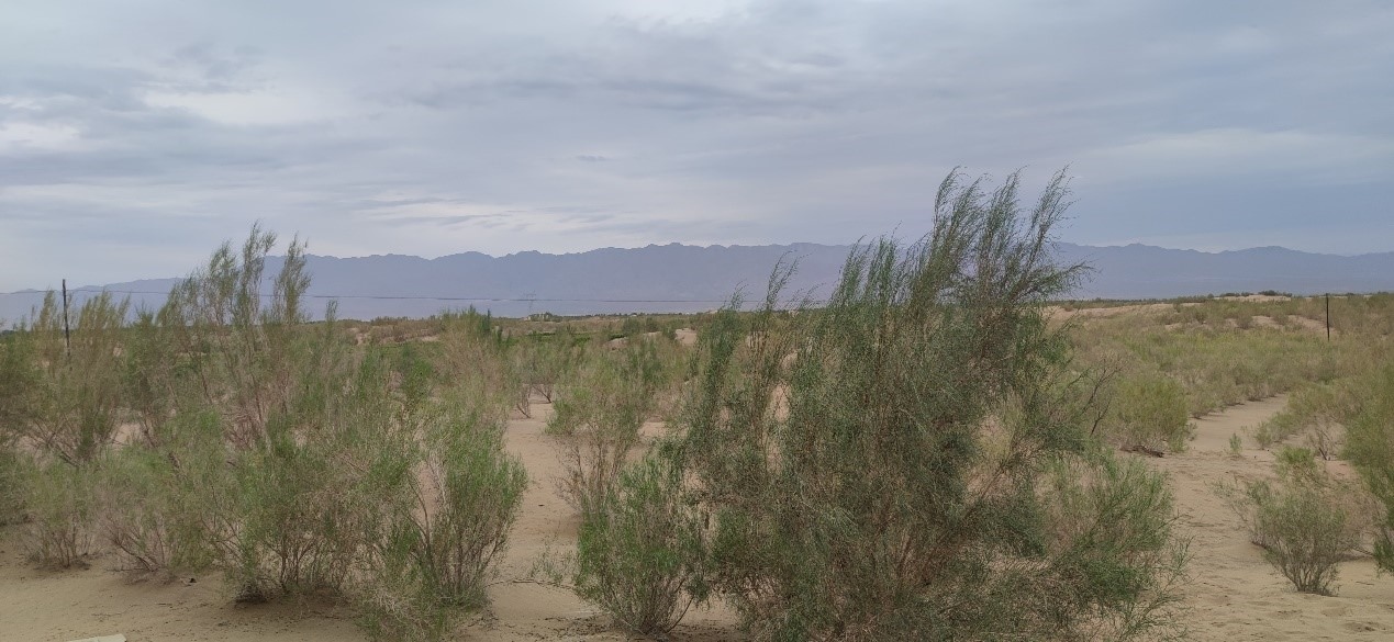 曾經(jīng)的荒漠現(xiàn)已被大面積梭梭林覆蓋。張璐璐 攝