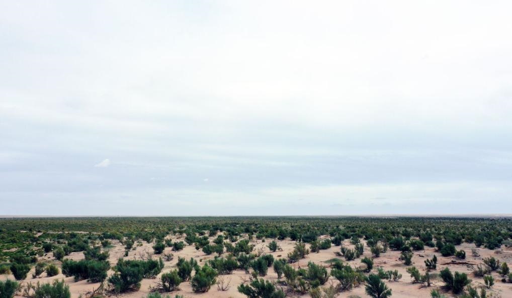 經(jīng)過封禁保護(hù)和人工種植梭梭后恢復(fù)綠色的草場（2023年9月12日攝）。新華社記者李云平 攝