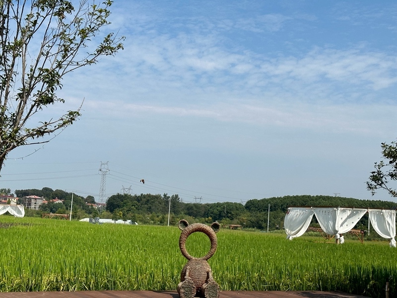 林語未來村打造農(nóng)家畈田園綜合體。人民網(wǎng) 王紹紹攝