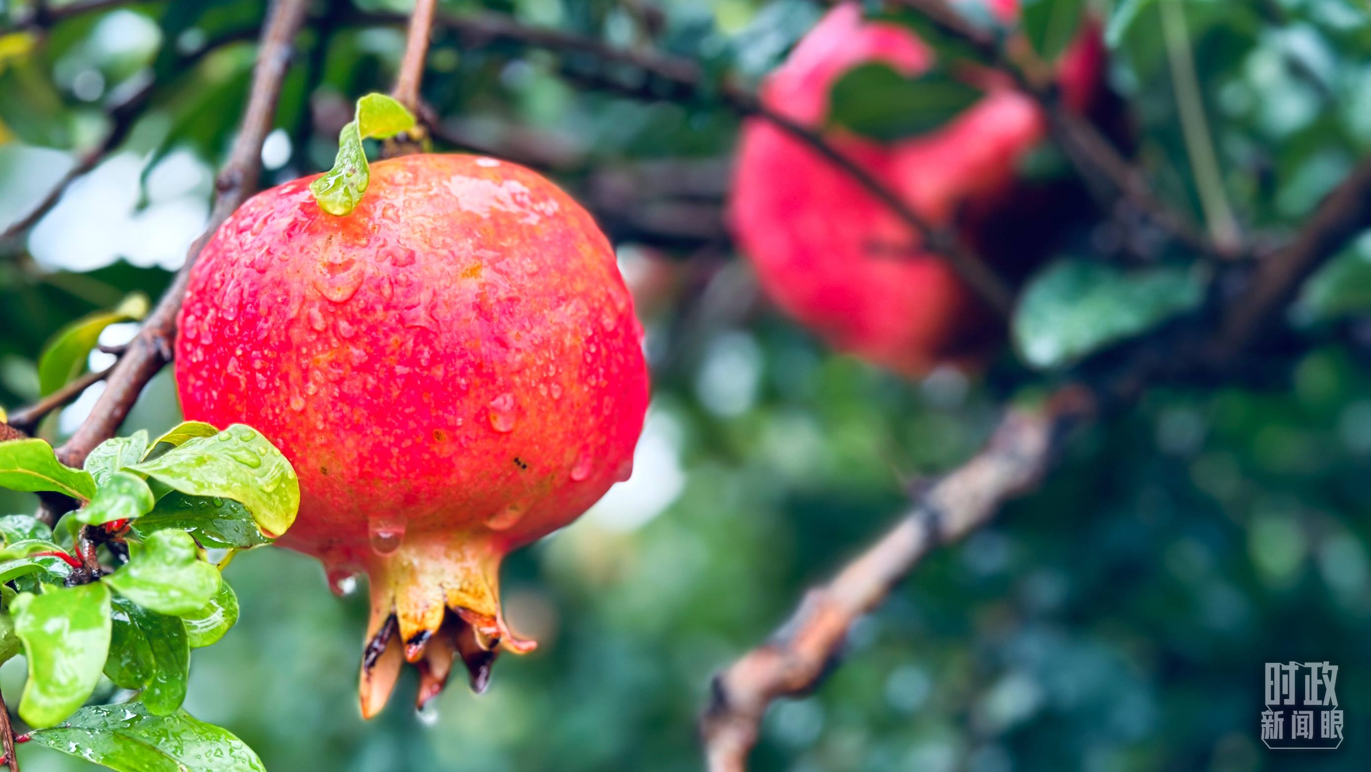 △一場秋雨過后，石榴更顯晶瑩。（總臺央視記者李輝、范一鳴拍攝）