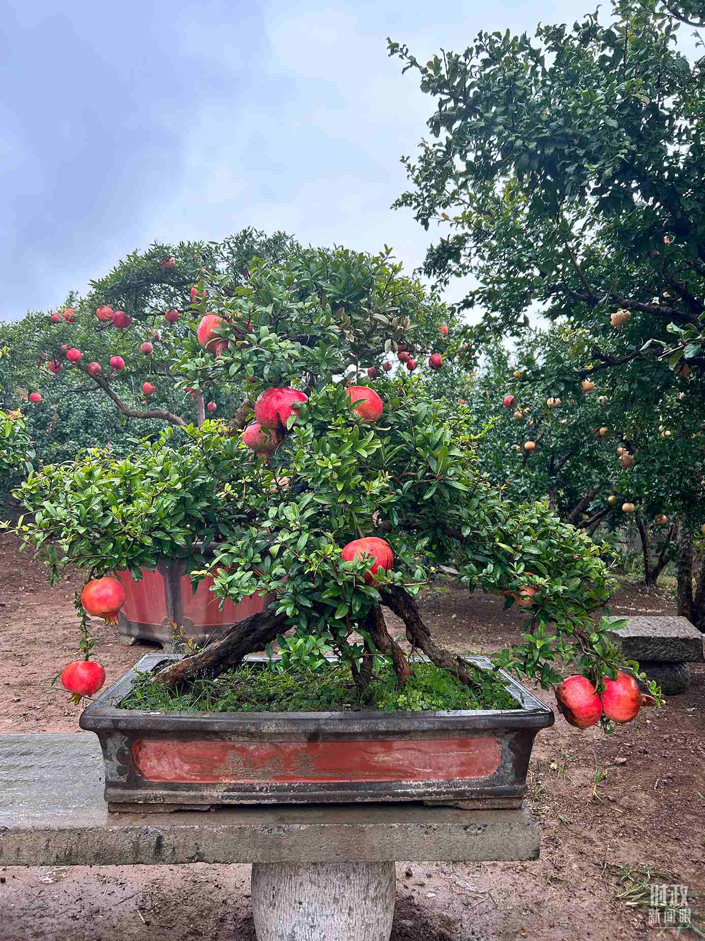 △冠世榴園內(nèi)的石榴盆栽。（總臺央視記者黎兵拍攝）