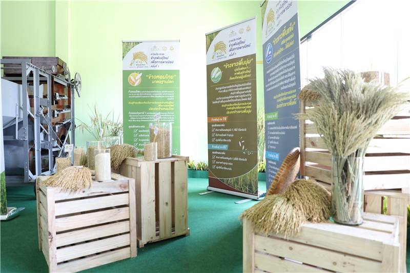 圖為泰國農(nóng)業(yè)與合作社部培育的優(yōu)質(zhì)稻種。泰國商務部供圖