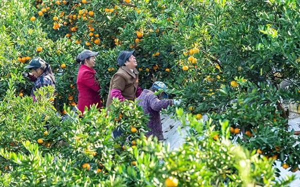 農(nóng)戶在果園中采摘果實。湖南省石門縣融媒體中心 唐亞翔攝