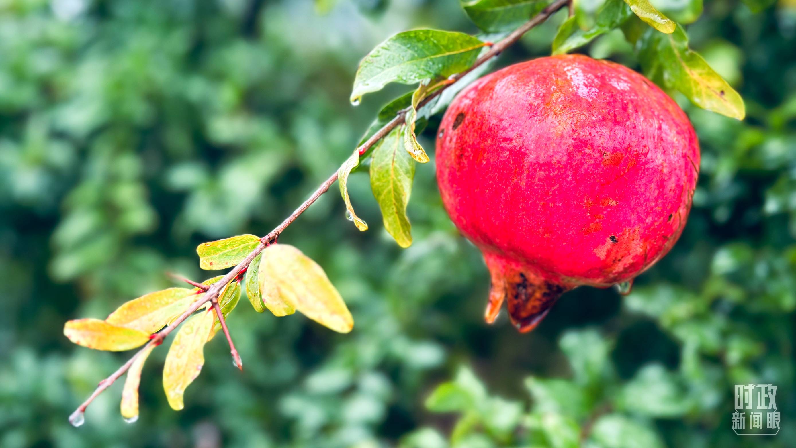 △山東省棗莊市冠世榴園，石榴紅了。（總臺央視記者范一鳴拍攝）