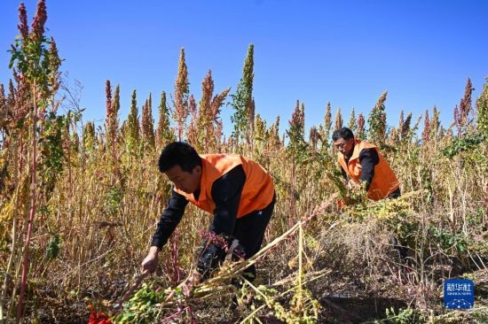 9月28日，農(nóng)民參加內(nèi)蒙古武川縣首屆藜麥開鐮節(jié)割藜麥比賽。
