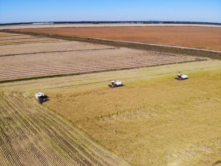 這是在位于黑龍江雙鴨山市友誼縣的北大荒農(nóng)業(yè)股份有限公司友誼分公司一地塊拍攝的水稻收獲現(xiàn)場(chǎng)（2023年9月21日攝，無(wú)人機(jī)照片）。新華社記者 王松 攝