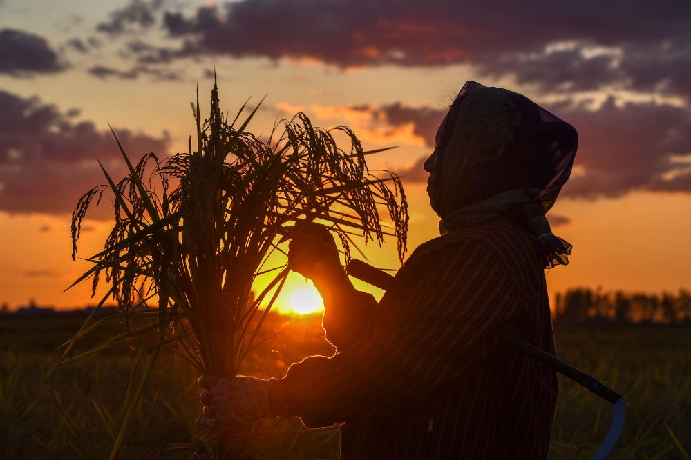 農(nóng)民在吉林省吉林市永吉縣萬(wàn)昌鎮(zhèn)花家村收割水稻（2023年9月12日攝）。新華社記者 張楠 攝