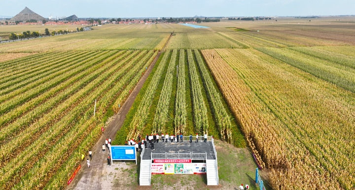 在遼寧省鐵嶺縣蔡牛鎮(zhèn)，外地農(nóng)民到張莊玉米合作社的大田里學(xué)習(xí)玉米選種和栽種技術(shù)（2023年9月26日攝，無(wú)人機(jī)照片）。新華社記者 楊青 攝