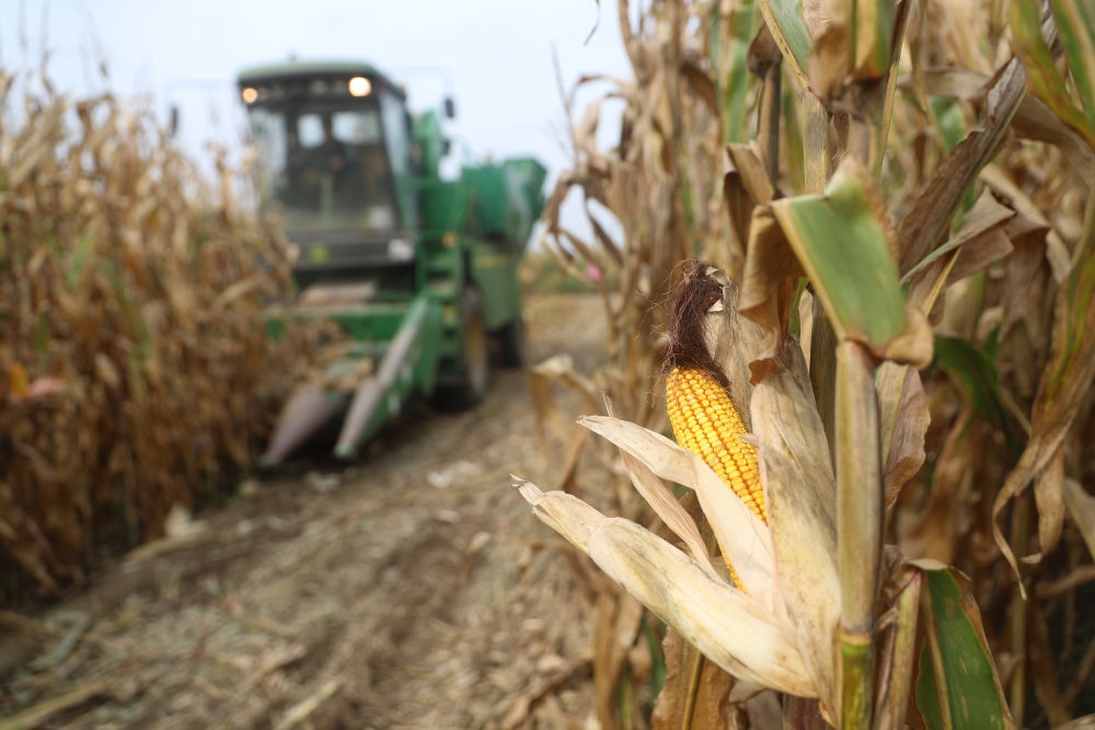 在遼寧省鐵嶺縣蔡牛鎮(zhèn)玉米田里，農(nóng)民駕駛農(nóng)機(jī)收割玉米（2023年9月26日攝）。新華社記者 楊青 攝
