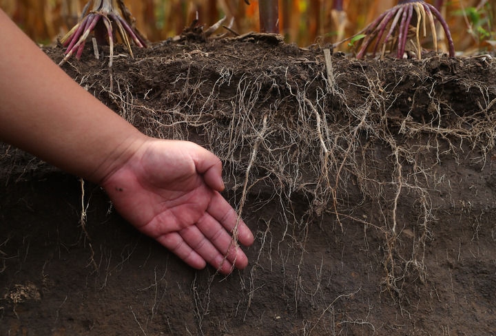 在遼寧省鐵嶺縣蔡牛鎮(zhèn)，張莊玉米合作社的農(nóng)民向外地農(nóng)民介紹黑土地保護(hù)和玉米秸稈還田情況（2023年9月26日攝）。新華社記者 楊青 攝
