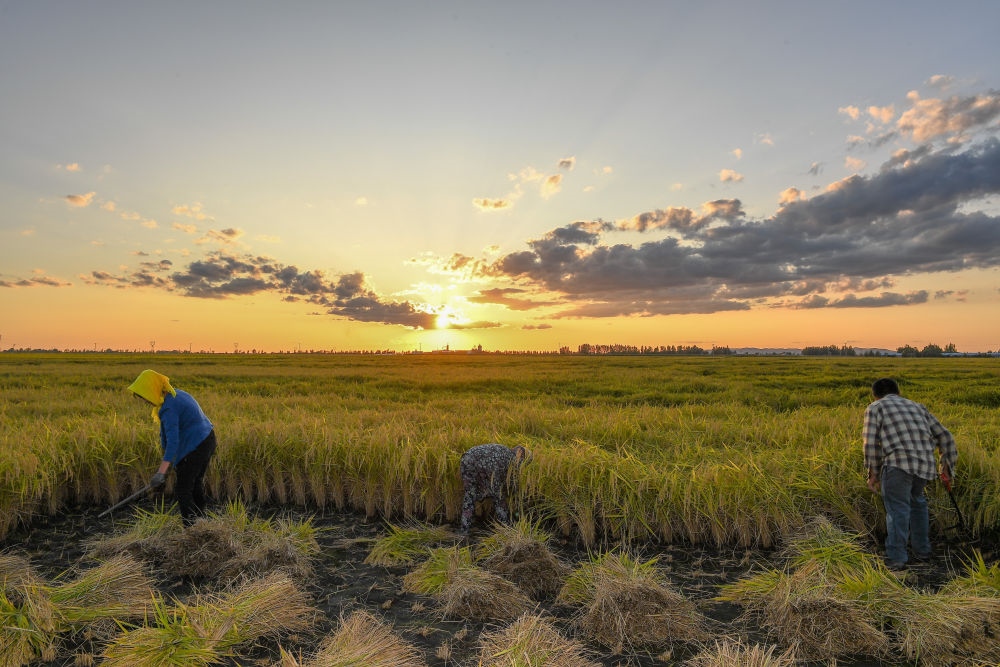 農(nóng)民在吉林省吉林市永吉縣萬(wàn)昌鎮(zhèn)花家村收割水稻（2023年9月12日攝）。新華社記者 張楠 攝