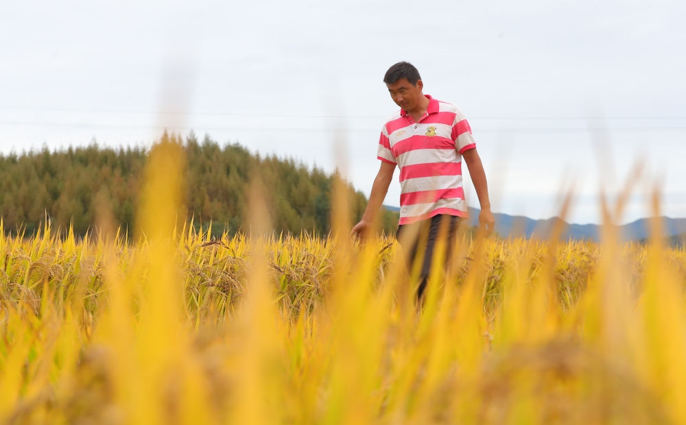 在遼寧省撫順市新賓滿(mǎn)族自治縣新賓鎮(zhèn)的水稻田里，農(nóng)民丁輝查看水稻成熟情況（2023年9月25日攝）。新華社記者 楊青 攝