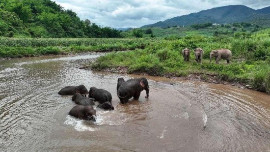 野生亞洲象組團泡澡降溫解暑。何有剛攝