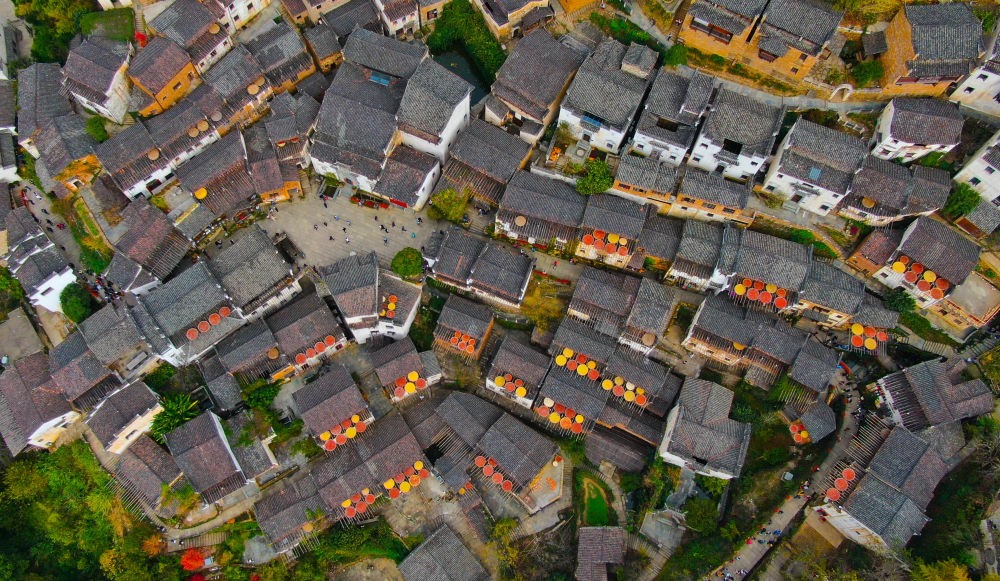 這是婺源縣江灣鎮(zhèn)篁嶺村的曬秋景象（2019年11月7日攝）。