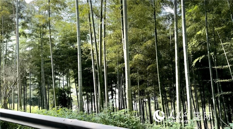 沿途中的竹林。人民網(wǎng)記者 周雨攝
