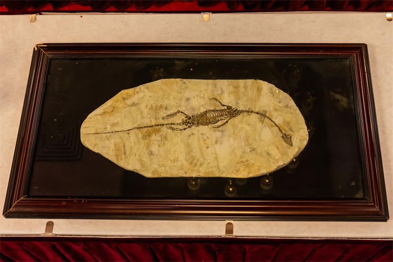 潛龍化石。國家文物局供圖