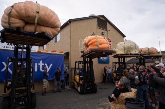  10月9日，在美國加利福尼亞州圣馬特奧縣半月灣舉行的南瓜稱重大賽現(xiàn)場，人們圍觀參賽的南瓜。新華社發(fā)（李建國攝）